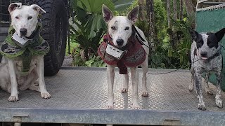 The Dogs I Use for Hunting Pigs in Australia [upl. by Nerfe85]