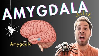 The Amygdala and Fear Conditioning [upl. by Aihsotal]