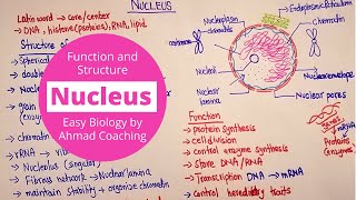 Nucleus Structure and Function  Cell Biology [upl. by Vitek]