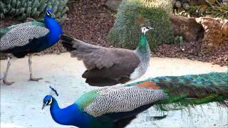 Peahen Displays for Peacocks [upl. by Bank809]