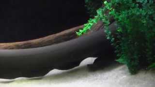 Electric Eel at the Tennessee Aquarium [upl. by Brownson827]