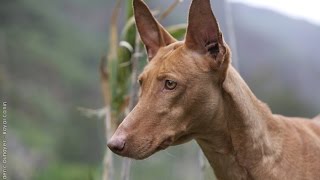 Podenco Canario  Raza de Perro [upl. by Yrrep953]