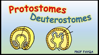 Protostomes Vs Deuterostomes [upl. by Ingram]