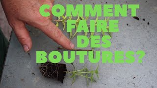 Le bouturage et rempotage de la verveine citronnelle [upl. by Notgnillew]