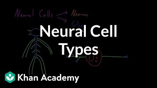 Introduction to neural cell types  Organ Systems  MCAT  Khan Academy [upl. by Storer]