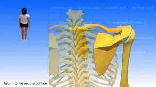 shoulder horizontal abduction and adduction [upl. by Alpers]