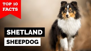 Shetland Sheepdog  Top 10 Facts Sheltie [upl. by Ziladnerb206]