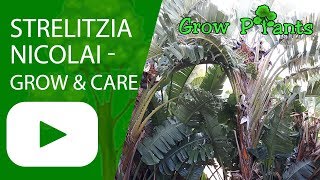 Strelitzia nicolai  grow amp care Bird of paradise plant [upl. by Ylicec]