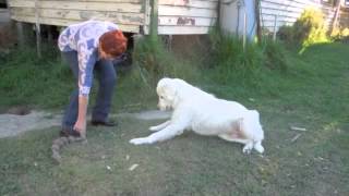 Maremma sheepdogs do not fetch [upl. by Tihor]