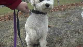 Bichon Frise Running amp Fighting in the Park Puppy amp Dog Chase [upl. by Eustazio]