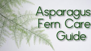 Asparagus Fern Setaceus Plumosa  Lace Fern  Care Guide [upl. by Notniw]