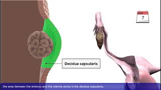 General Embryology Review in 20 minutes [upl. by Artema715]