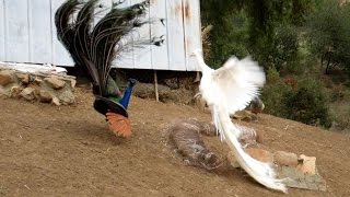 Leucistic VS Wild Type Indian Peacock Joust [upl. by Juanne186]