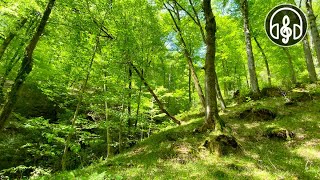 Beautiful spring mountain forest Birdsong in the Caucasus forest [upl. by Eedyah]