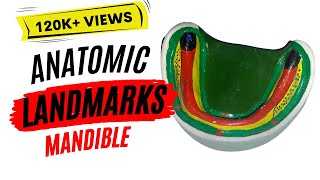 Anatomic landmarks in the mandible [upl. by Wakerly]