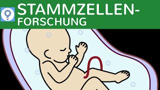 Stammzellenforschung  Totipotente amp Pluripotente Stammzellen amp Embryonenschutzgesetz [upl. by Jolenta307]