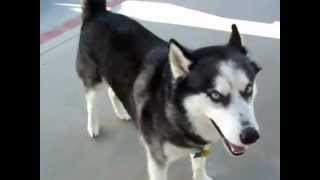 Siberian Husky Barking [upl. by Inaliel]