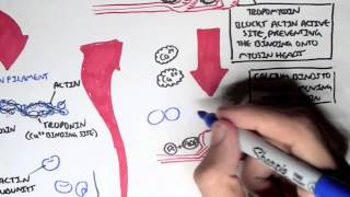 Myology  Skeletal Muscle Sarcomere Myosin and Actin [upl. by Schlessel629]