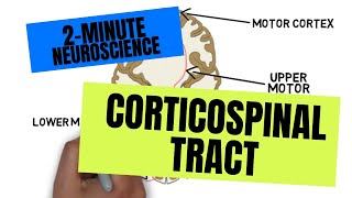 2Minute Neuroscience Corticospinal Tract [upl. by Nilrac]