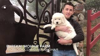 Italian Maremma Livestock Guardian Sheepdogs [upl. by Bianchi]