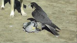 Perigrine Falcon Destroys Pigeon [upl. by Yonah477]