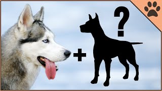 9 Husky Mix Breeds  Siberian Husky Cross Breeds [upl. by Ailehc]