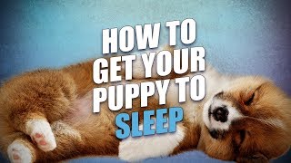 How To Get A Puppy To Sleep Through the Night [upl. by Nhguaval424]