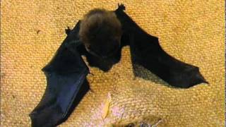 Pipistrelle bat [upl. by Halland228]