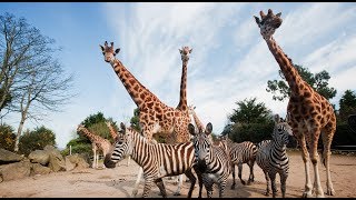 Dehiwala Zoo  National Zoological Gardens of Sri Lanka [upl. by Pudens]