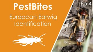 European earwig identification and life cycle  PestBites by Cesar [upl. by Burford]