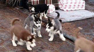 Siberian Husky Puppies for Sale [upl. by Murphy]