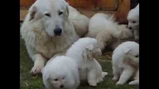 Maremmano Abruzzese Cuccioli [upl. by Osei]