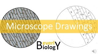 Proper Microscope Drawings and Observations [upl. by Alta]