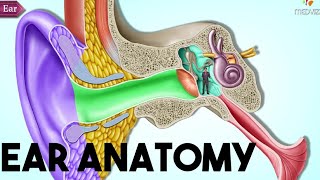 Middle Ear anatomy with 3D Animation [upl. by Aklim]