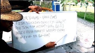 HOW MANY FISH IN 1000 L 264 GAL TANK  AQUAPONICS [upl. by Atrice]