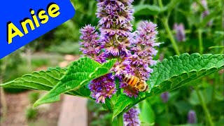 Anise Hyssop Herb Garden Care Trim [upl. by Barry421]