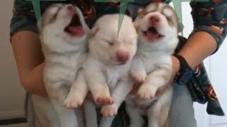 Cutest Newborn Siberian Husky Puppies  Week 1 [upl. by Keram]