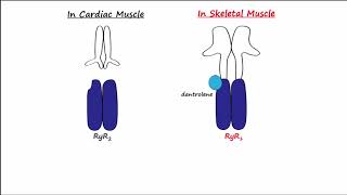 Dantrolene amp Calcium Channel Blockers CCBs [upl. by Krm158]