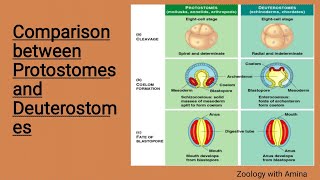 Comparison between protostomes and deuterostomes  protostomia and deuterostomia [upl. by Ely]