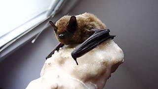 Common Pipistrelle [upl. by Anelej]