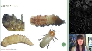 Insect Growth and Development [upl. by Wilda]