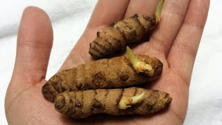 Growing Turmeric in Containers [upl. by Anoniw807]