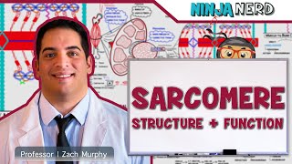 Musculoskeletal System  Sarcomere Structure Actin amp Myosin [upl. by Magan]