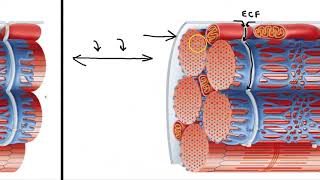 Sarcoplasmic Reticulum and T Tubules [upl. by Cherice]