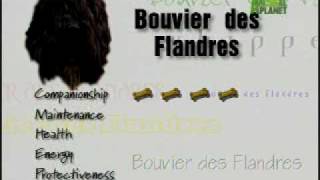 Breed All About It  Bouvier des Flandres [upl. by Kokoruda703]