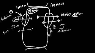 Aldosterone Receptor Blockers Made Simple [upl. by Gulick]