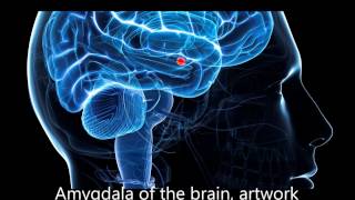 Frequencies to decrease activity in the Amygdala Stage1 [upl. by Saunders313]