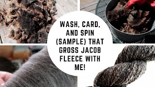 How To Wash A Fleece Jacob the EASY Way for LongdrawWoollen Spinning [upl. by Naman618]