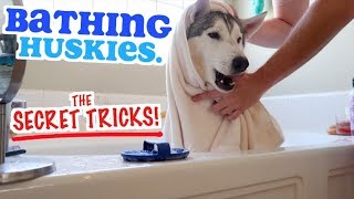 THE SECRET To Bathing A Siberian Husky Dog [upl. by Farrel]