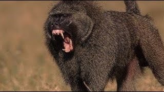 Powerful BaBoon Attack Leopard Hyena Wild Dogs [upl. by Nywg605]